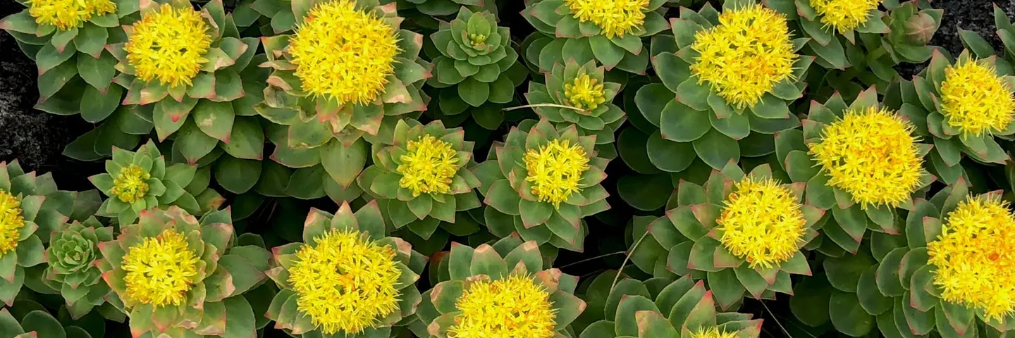 header_rhodiola_rosea