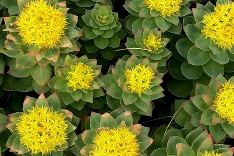 header_rhodiola_rosea