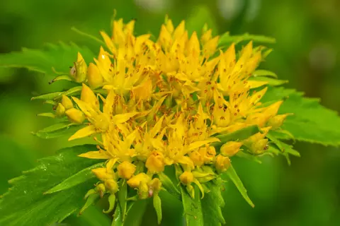 vitanco_rhodiola