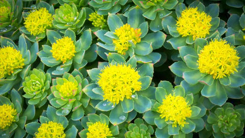 Rhodiola_rosea