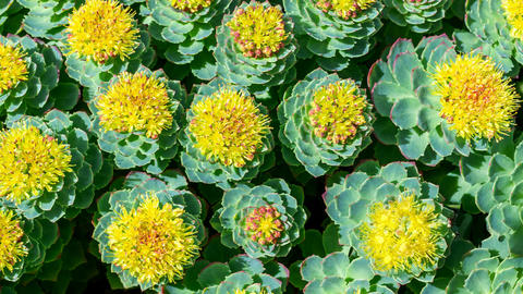 rhodiola_rosea_
