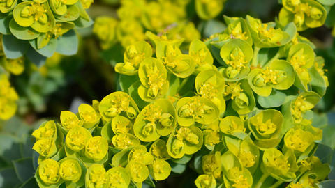 Rhodiola_rosea_WS-1375